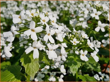 Pachyphragma macrophylla | Gro&szlig;bl&auml;ttriges Scheinschaumkraut