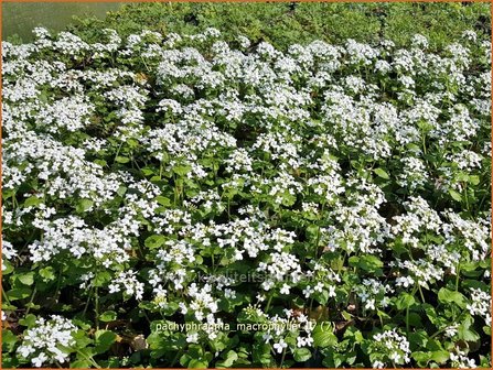 Pachyphragma macrophylla | Gro&szlig;bl&auml;ttriges Scheinschaumkraut