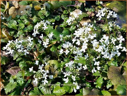 Pachyphragma macrophylla | Gro&szlig;bl&auml;ttriges Scheinschaumkraut