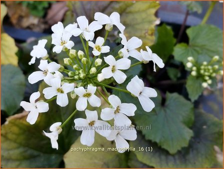 Pachyphragma macrophylla | Gro&szlig;bl&auml;ttriges Scheinschaumkraut