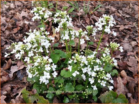 Pachyphragma macrophylla | Gro&szlig;bl&auml;ttriges Scheinschaumkraut