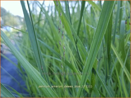 Panicum amarum &#039;Dewey Blue&#039; | Vingergras, Parelgierst | K&uuml;stenrutenhirse