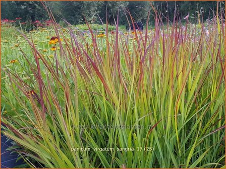 Panicum virgatum &#039;Sangria&#039; | Vingergras, Parelgierst | Rutenhirse