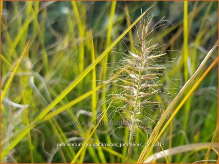 Pennisetum alopecuroides &#039;Jommenik&#039; | Lampenpoetsersgras, Borstelveergras | Lampenputzergras