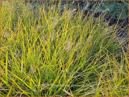 Pennisetum alopecuroides &#039;Jommenik&#039; | Lampenpoetsersgras, Borstelveergras | Lampenputzergras