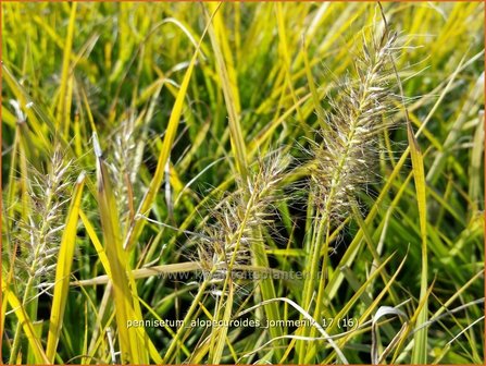 Pennisetum alopecuroides &#039;Jommenik&#039; | Lampenpoetsersgras, Borstelveergras | Lampenputzergras