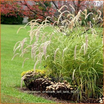 Pennisetum orientale 'Tall Tails' | Lampenpoetsersgras, Borstelveergras | Orientalisches Lampenputzergras