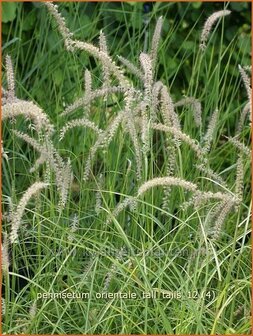 Pennisetum orientale 'Tall Tails' | Lampenpoetsersgras, Borstelveergras | Orientalisches Lampenputzergras