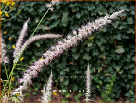 Pennisetum orientale &#039;Tall Tails&#039; | Lampenpoetsersgras, Borstelveergras | Orientalisches Lampenputzergras