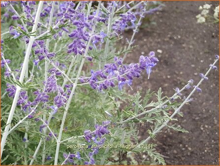 Perovskia atriplicifolia &#039;Filigran&#039; | Russische salie, Blauwspirea, Reuzenlavendel | Meldebl&auml;ttrige Blauraute