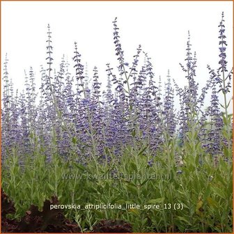 Perovskia atriplicifolia 'Little Spire' | Russische salie, Blauwspirea, Reuzenlavendel | Meldeblättrige Blauraute
