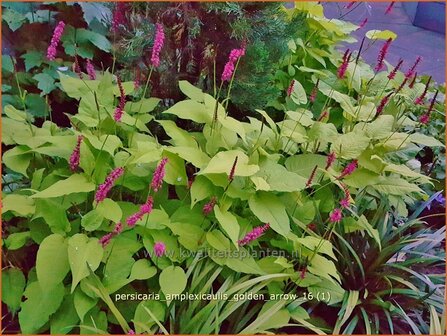 Persicaria amplexicaulis 'Golden Arrow' | Adderwortel, Duizendknoop | Kerzenkn&ouml;terich
