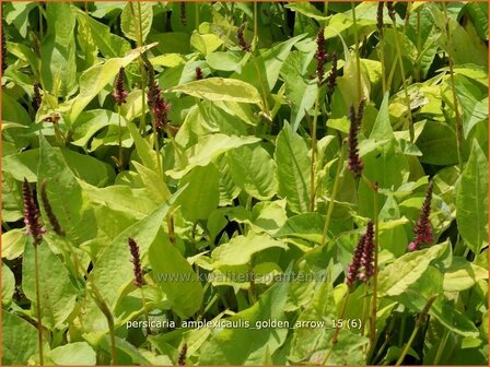 Persicaria amplexicaulis 'Golden Arrow' | Adderwortel, Duizendknoop | Kerzenknöterich