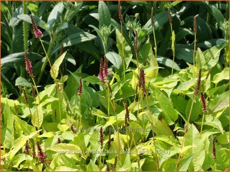 Persicaria amplexicaulis 'Golden Arrow' | Adderwortel, Duizendknoop | Kerzenkn&ouml;terich
