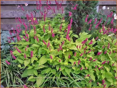 Persicaria amplexicaulis 'Golden Arrow' | Adderwortel, Duizendknoop | Kerzenkn&ouml;terich