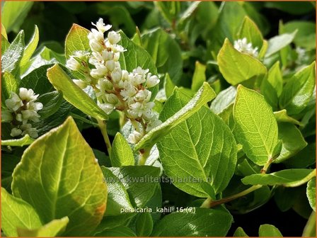 Persicaria kahil | Duizendknoop | Wei&szlig;er Kissen-Kn&ouml;terich