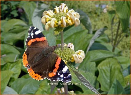 &quot;Phlomis russeliana | Brandkruid | Syrisches Brandkraut &quot;