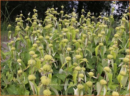 &quot;Phlomis russeliana | Brandkruid | Syrisches Brandkraut &quot;