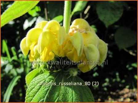 &quot;Phlomis russeliana | Brandkruid | Syrisches Brandkraut &quot;