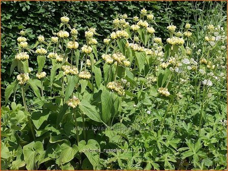 &quot;Phlomis russeliana | Brandkruid | Syrisches Brandkraut &quot;