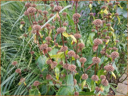 &quot;Phlomis russeliana | Brandkruid | Syrisches Brandkraut &quot;