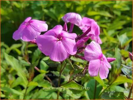 Phlox amplifolia 'Winnetou' | Grootbladige vlambloem, Vlambloem, Flox, Floks | Großblättrige Flammenblume | Large-L