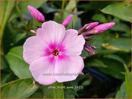 Phlox &#039;Bright Eyes&#039; | Hoge vlambloem, Vlambloem, Flox, Floks | Hohe Flammenblume