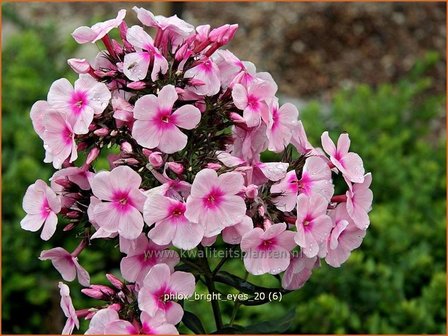 Phlox &#039;Bright Eyes&#039; | Hoge vlambloem, Vlambloem, Flox, Floks | Hohe Flammenblume