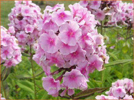 Phlox &#039;Bright Eyes&#039; | Hoge vlambloem, Vlambloem, Flox, Floks | Hohe Flammenblume