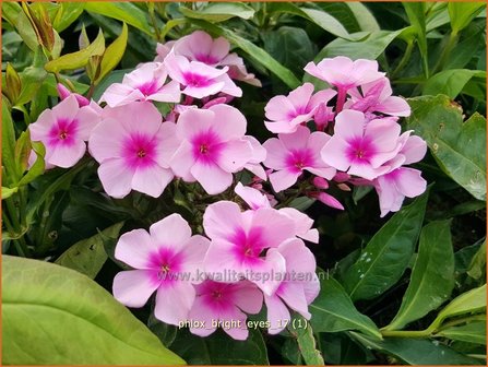 Phlox &#039;Bright Eyes&#039; | Hoge vlambloem, Vlambloem, Flox, Floks | Hohe Flammenblume