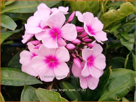 Phlox &#039;Bright Eyes&#039; | Hoge vlambloem, Vlambloem, Flox, Floks | Hohe Flammenblume