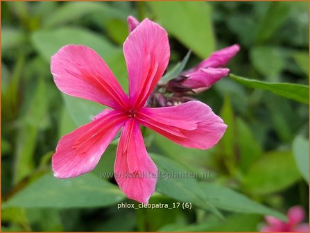 Phlox &#039;Cleopatra&#039; | Hoge vlambloem, Vlambloem, Flox, Floks | Hohe Flammenblume