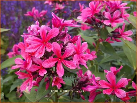 Phlox &#039;Cleopatra&#039; | Hoge vlambloem, Vlambloem, Flox, Floks | Hohe Flammenblume