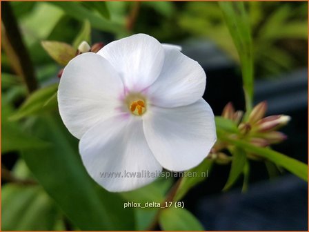 Phlox &#039;Delta&#039; | Hoge vlambloem, Vlambloem, Flox, Floks | Hohe Flammenblume