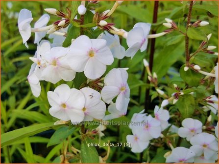 Phlox &#039;Delta&#039; | Hoge vlambloem, Vlambloem, Flox, Floks | Hohe Flammenblume