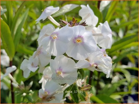 Phlox &#039;Delta&#039; | Hoge vlambloem, Vlambloem, Flox, Floks | Hohe Flammenblume