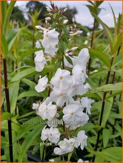 Phlox &#039;Delta&#039; | Hoge vlambloem, Vlambloem, Flox, Floks | Hohe Flammenblume