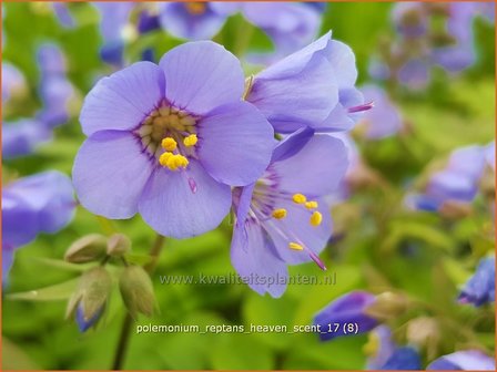 Polemonium reptans &#039;Heaven Scent&#039; | Jacobsladder, Griekse valeriaan | Kriechende Jakobsleiter