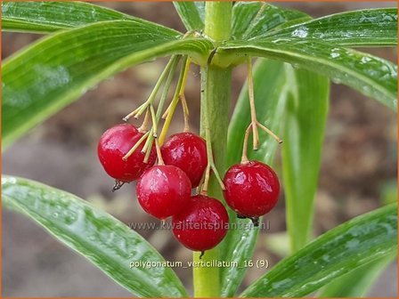 Polygonatum verticillatum | Kranssalomonszegel, Salomonszegel | Quirlbl&auml;ttrige Wei&szlig;wurz