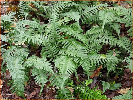 Polypodium vulgare | Eikvaren | Engels&uuml;&szlig;