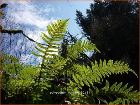 Polypodium vulgare | Eikvaren | Engels&uuml;&szlig;