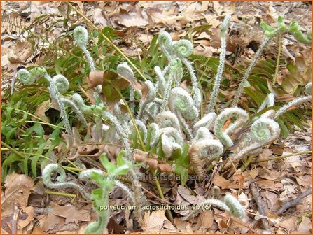 Polystichum acrostichoides | Naaldvaren | Amerikanischer Weihnachtsfarn