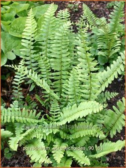 Polystichum acrostichoides | Naaldvaren | Amerikanischer Weihnachtsfarn