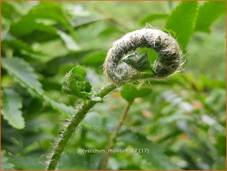 Polystichum munitum | Zwaardvaren, Naaldvaren | Schwertfarn