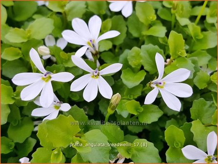 Pratia angulata &#039;Treadwellii&#039; | Teppich-Scheinlobelie