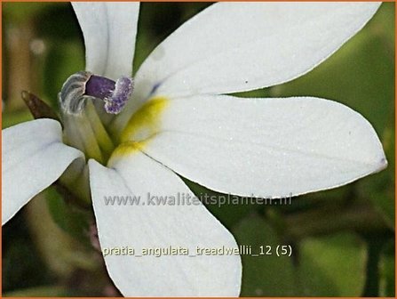 Pratia angulata &#039;Treadwellii&#039; | Teppich-Scheinlobelie