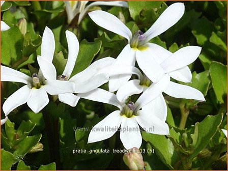 Pratia angulata &#039;Treadwellii&#039; | Teppich-Scheinlobelie