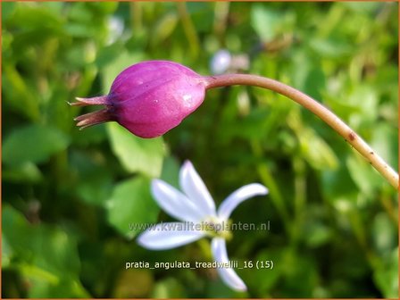 Pratia angulata &#039;Treadwellii&#039; | Teppich-Scheinlobelie