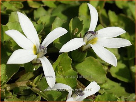 Pratia angulata &#039;Treadwellii&#039; | Teppich-Scheinlobelie