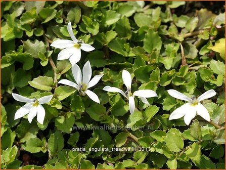 Pratia angulata &#039;Treadwellii&#039; | Teppich-Scheinlobelie